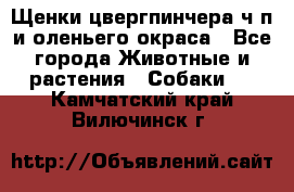 Щенки цвергпинчера ч/п и оленьего окраса - Все города Животные и растения » Собаки   . Камчатский край,Вилючинск г.